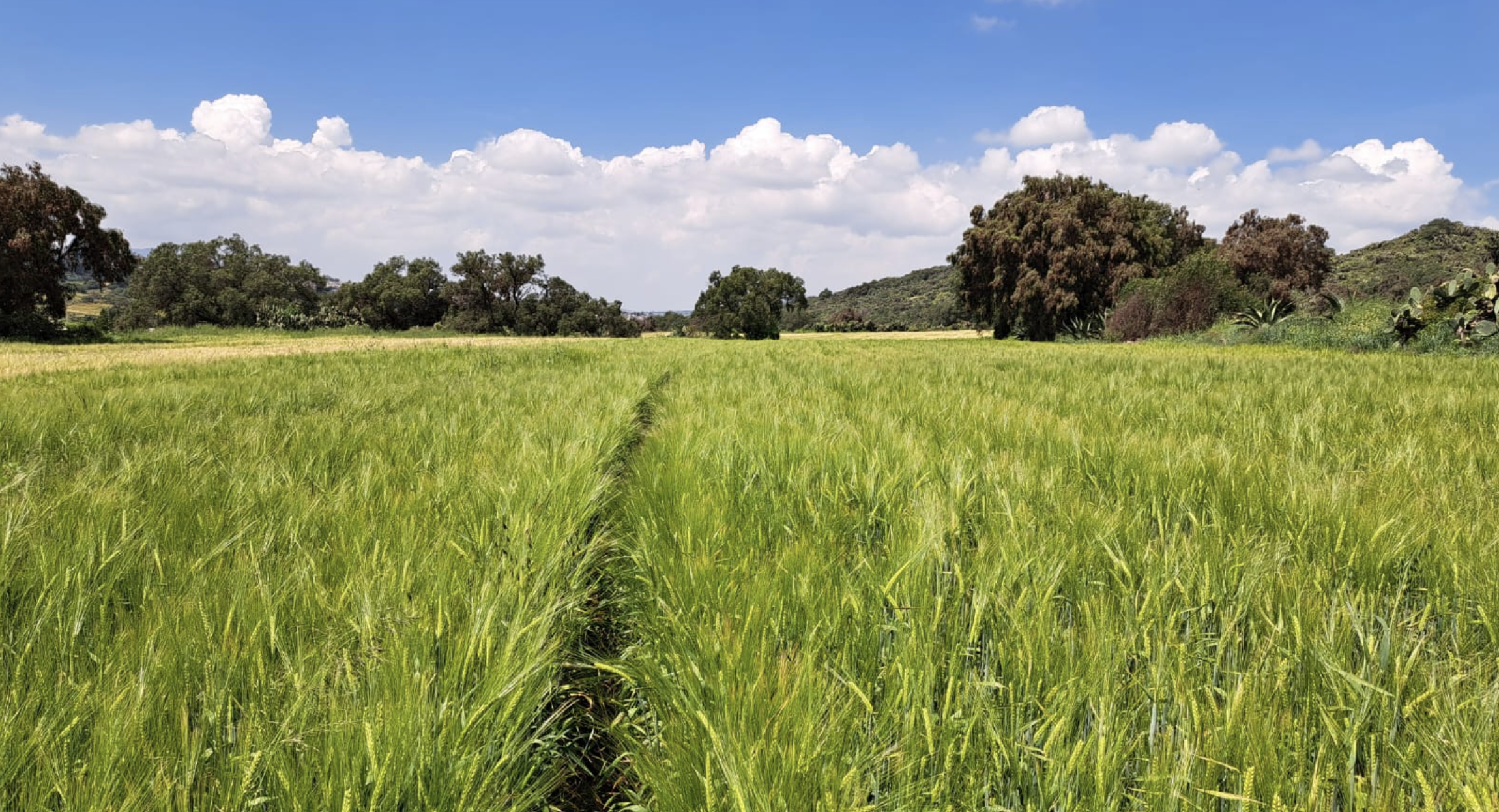 Cultivo de cebada en parcela participante en el proyecto Aguas Firmes en Hidalgo. (Foto: Francisco López)